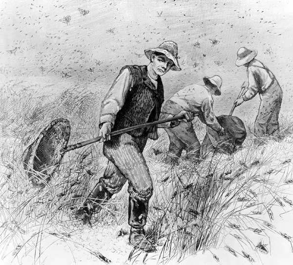 Farmers fighting the Rocky Mountain Locust.