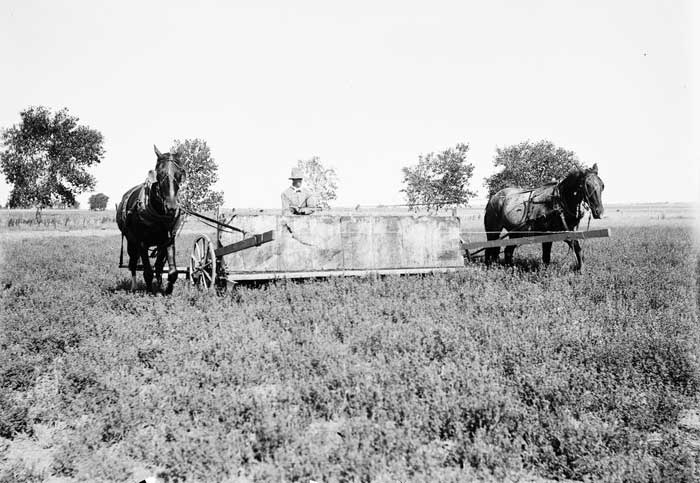Sweeping a field crop for grasshoppers on a farm in Finney County, Kansas. Metal teeth went through the crop making the grasshoppers jump up, hit the back wall, and drop into a container by Henry L. Wolf about 1895.