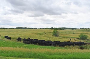 Glasco, Kansas area landscape today by Kathy Alexander.