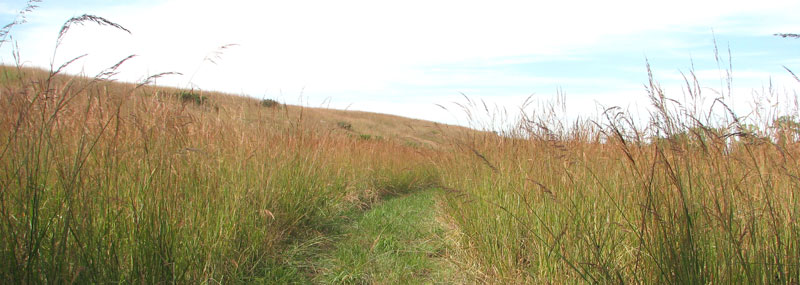 Tall Grass Prairie Hiking Trail by the National Park Service.