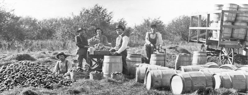Apple harvest in Wabaunsee County, 1899.