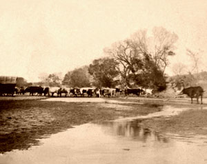 Cattle at the Smoky Hill River in Ellsworth County, Kansas by Alexander Gardner, 1867.