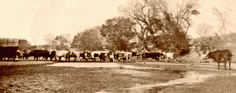 Cattle at the Smoky Hill River in Ellsworth County, Kansas by Alexander Gardner, 1867.