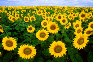 Sunflowers by the U.S. Depart of Agriculture.