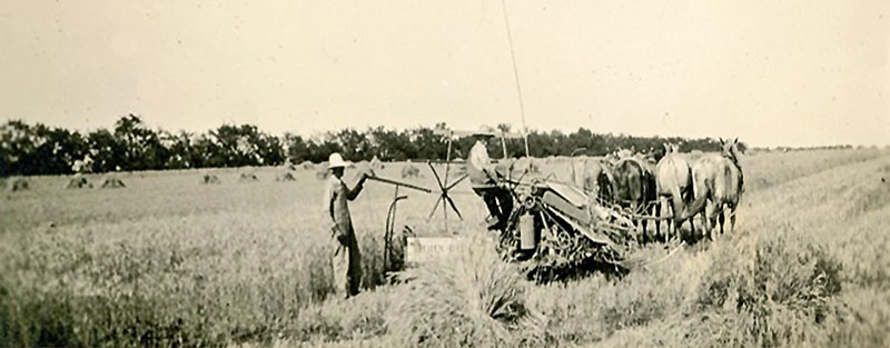 Harvesting wheat in Butler County, early 1900s.