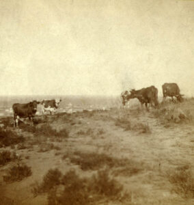 Cattle grazing on Mt. Oread, Lawrence, Kansas, by Alexander Gardner 1867.