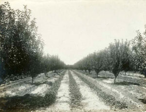 Orchard in Seward County, Kansas about 1900.