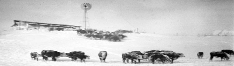 Cattle in a Blizzard