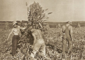 Prisoners of War helping area farmers inn Cloud County, Kansas.
