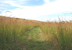 Tall grass prairie near Strong City, Kansas, courtesy National Park Service.