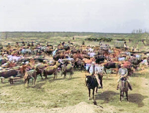 Longhorn Cattle Drive.