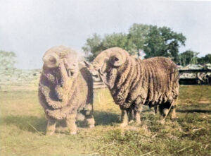 Sheep at the Pratt Ranch in Sheridan County, Kansas.