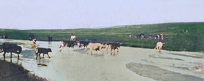 Cattle Drive in Sheridan County, Kansas in about 1895.