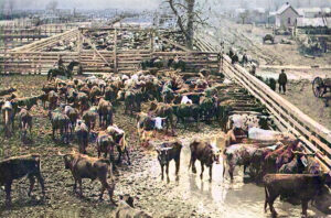 Elgin, Kansas cattle.