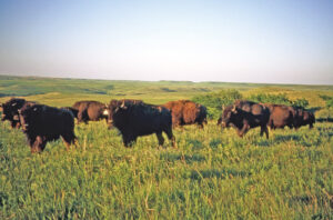 Bison on the Konza Prairie, courtesy of the Kansas Geological Survey.