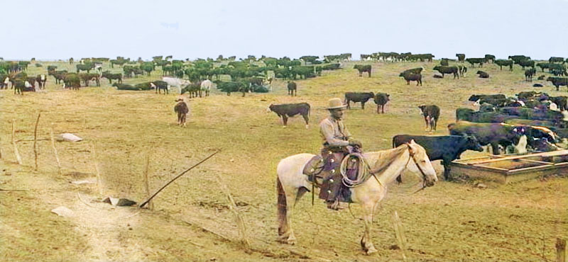 Cattle in Seward County, Kansas by Francis M. Steele, about 1890. Cattle in Seward County, Kansas by Francis M. Steele, about 1890.