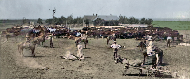 Branding cattle in Scott County, Kansas. Branding cattle in Scott County, Kansas.