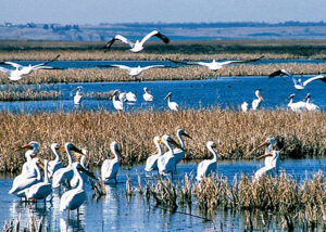 Pelicans at Cheyenne Bottoms, Kansas, courtesy of the Kansas Geological Survey.