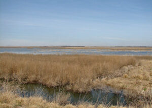 Cheyenne Bottoms, courtesy of Wikipedia.