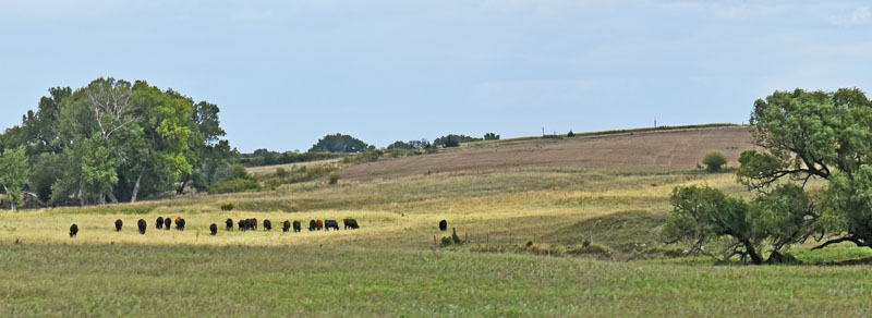 Phillips County landscape near Agra, Kansas by Kathy Alexander.