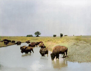 Buffalo on the Great Plains.