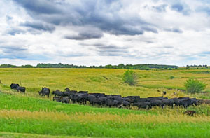Glasco, Kansas Area Landscape by Kathy Alexander.