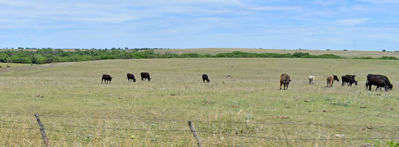 Mitchell County, Kansas landscape, by Kathy Alexander.